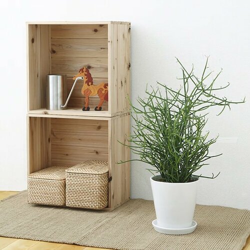 ミルクブッシュ 白丸鉢入り