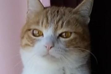 なぜ？保護猫さんが立ち…まるで「重量挙げ前の精神統一」に和む