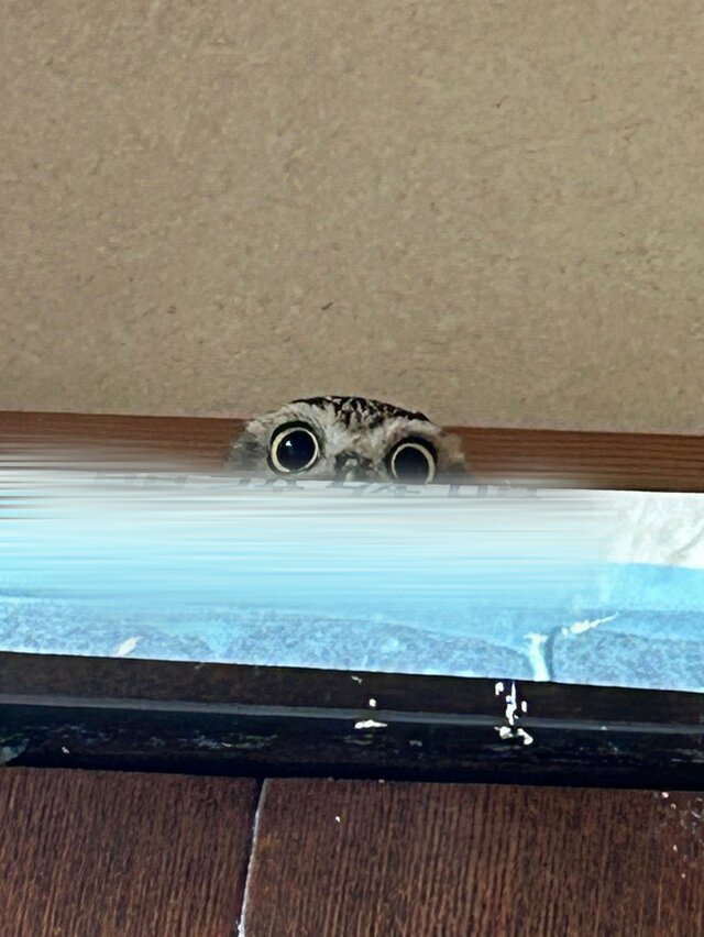 【フクロウはあなたを見ています】気づけばそこにある視線にドキッ！キュートな表情に注目