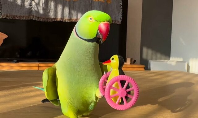 【舌が長いインコ】おもちゃへの愛が極まって「ペロリ」しちゃうインコの舌が人間そっくりで思わず二度見！