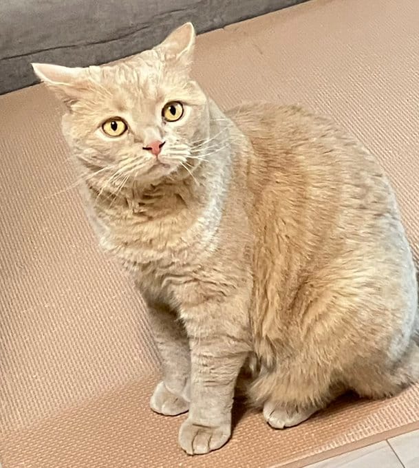 「ふてくされてても可愛い」水をこぼして拗ねる猫ちゃんのムスッとした表情に癒される