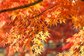 【関東地方】この秋「絶対にハズせない」紅葉スポット・オススメ9選