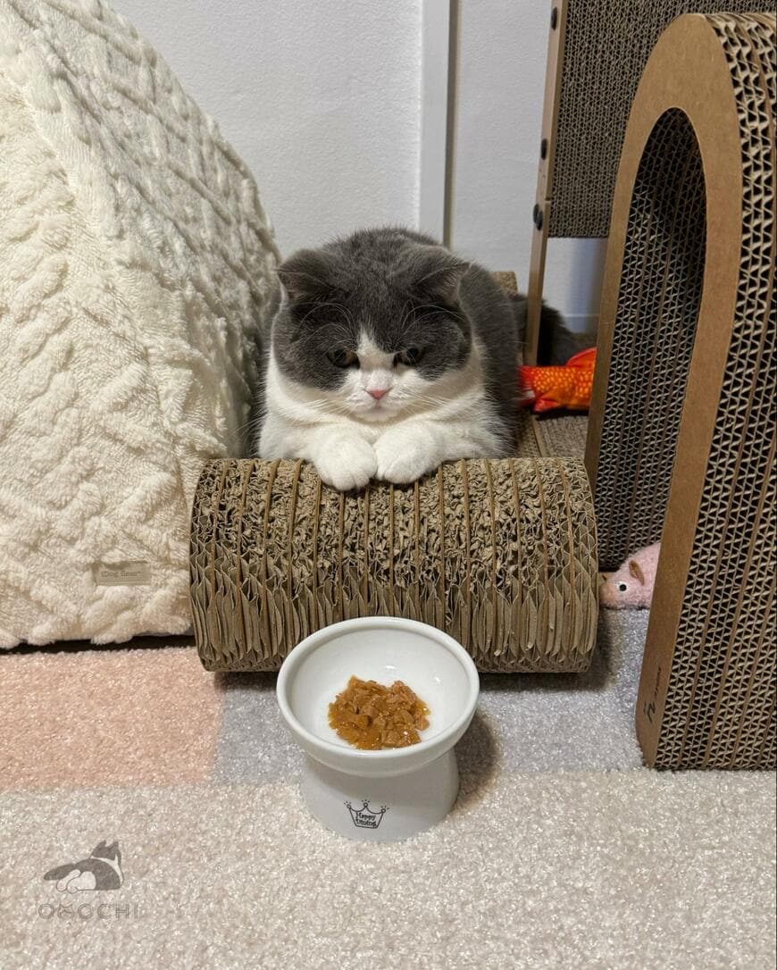 ご飯の前に座る猫さん。よく見ると……気持ちがダダ漏れな姿に笑っちゃう