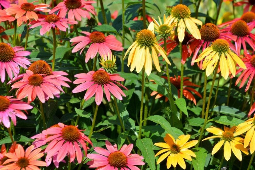 meunierd/shutterstock.com