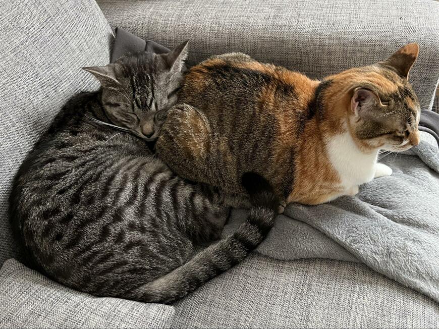 出所：@totomaru_hanmi