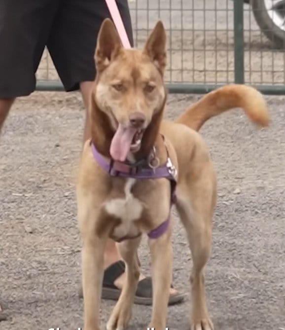 飼い主と暮らせなくなり保護施設へ託された犬→施設の「動物虐待疑い」が判明し、新たな施設で再出発