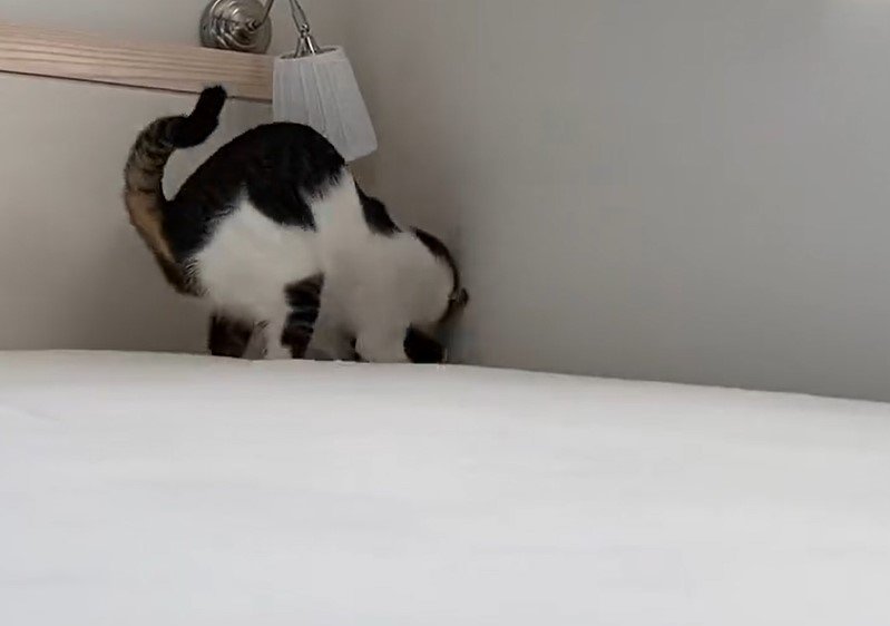 出所：@Saeroyi_cat