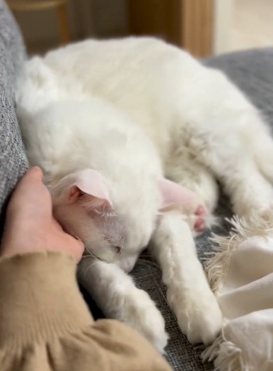 出所：@meltube_cat