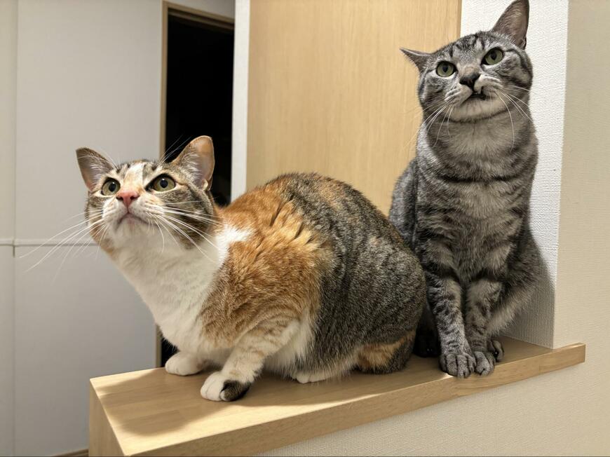 出所：@totomaru_hanmi