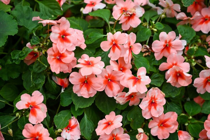 azadjain1/shutterstock.com