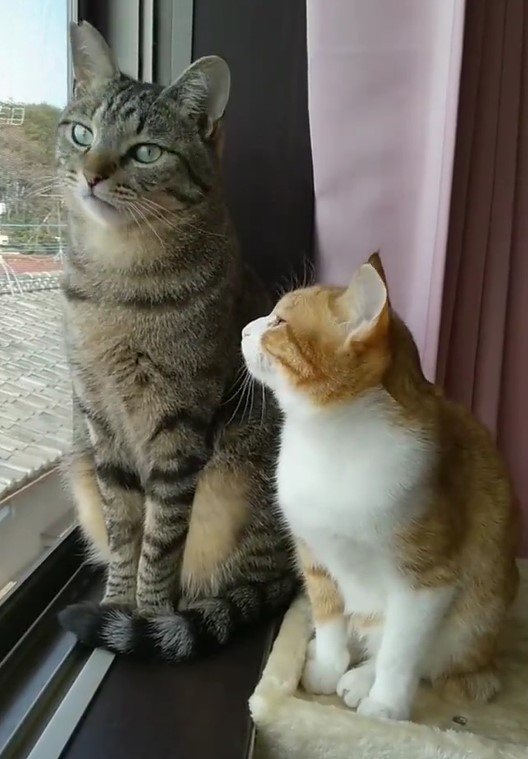 出所：@mero627puri914