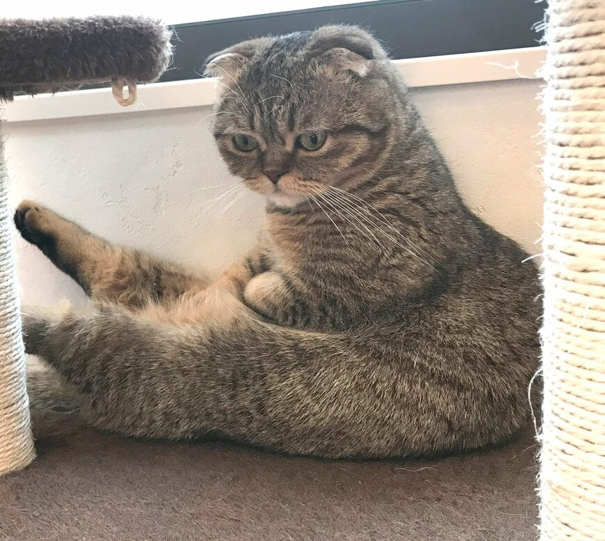 出所：@ponpokopontanu