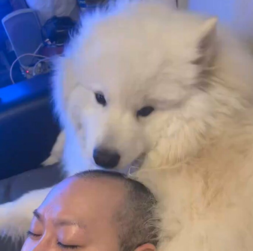 出所：@samoedsoran