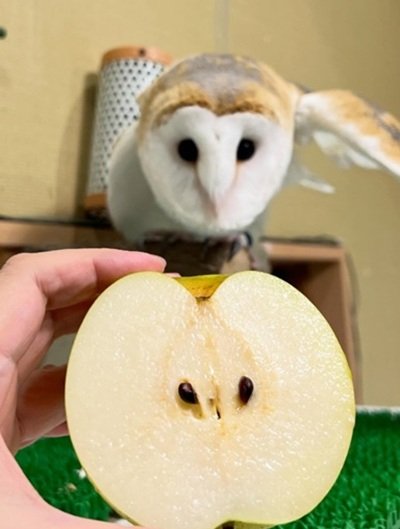 【梨とフクロウ】どっちがメンフクロウ？　見分けがつかなくて思わず二度見！