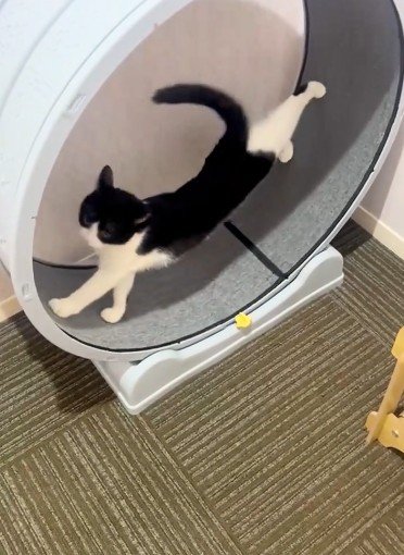 出所：@user5252430348026