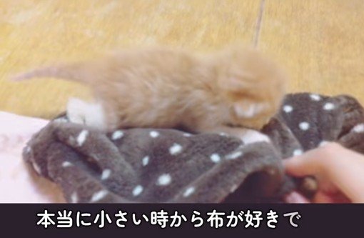 出所：＠miko_nekoneko