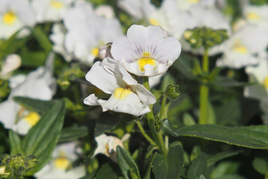 ネメシア　Sungsu Shin/istockphoto.com