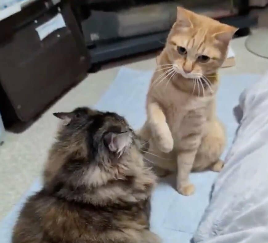親子猫がまさかの「相撲」を開始→意外な決まり手で勝負がつく様子が話題「予想外の技だった」