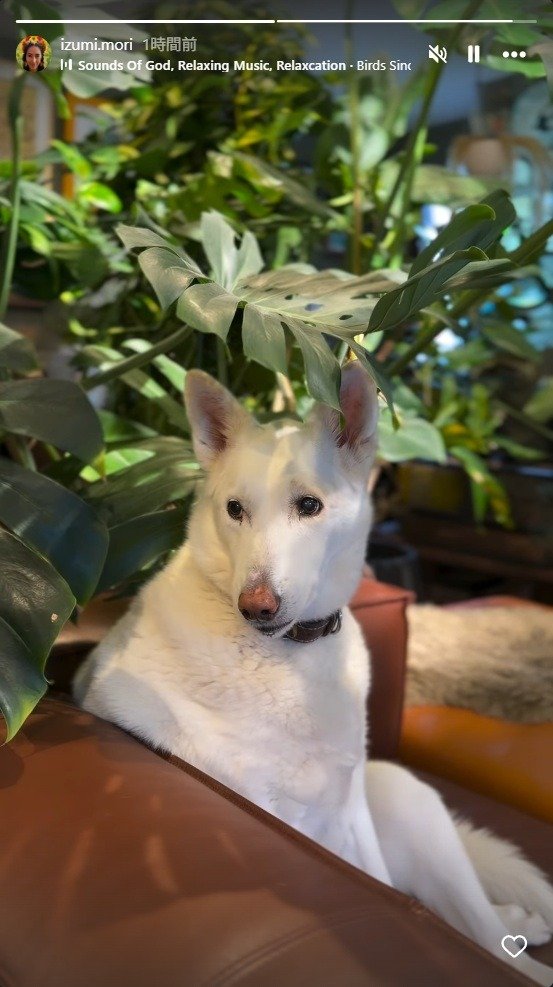 出所：森泉のInstagramストーリーズ（＠izumi.mori） 参照日：2026年1月7日
