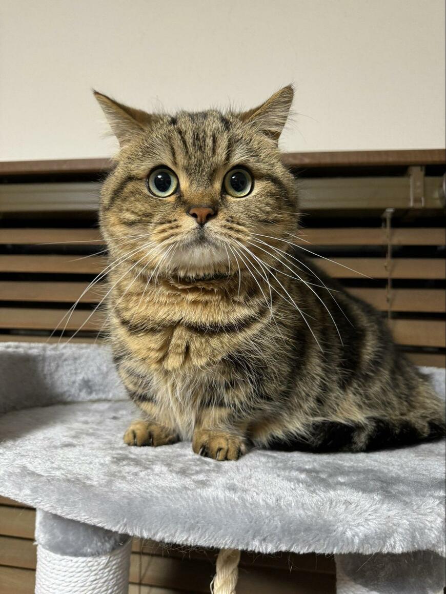 ちんまりと佇むまんまる猫ちゃん　ムッとした表情を見せるも……心がギュッとなる姿に2万件「いいね」