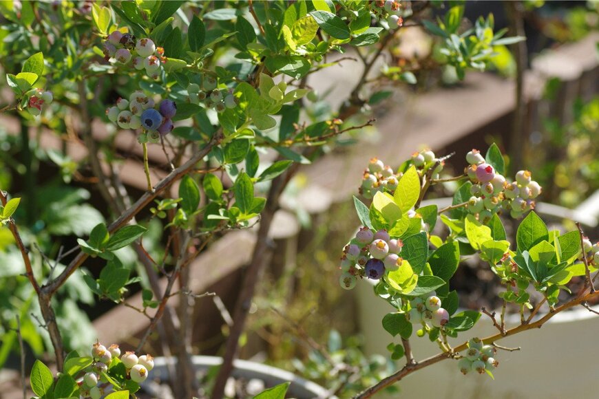 ブルーベリー　　Takuya Aono/istockphoto.com