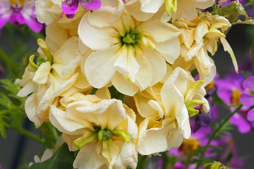 Lacey Dent/shutterstock.com