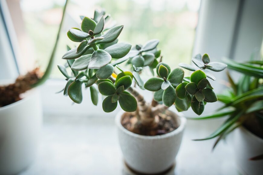 オススメ観葉植物【金のなる木】水やり・挿し木の方法、種類や育て方を解説