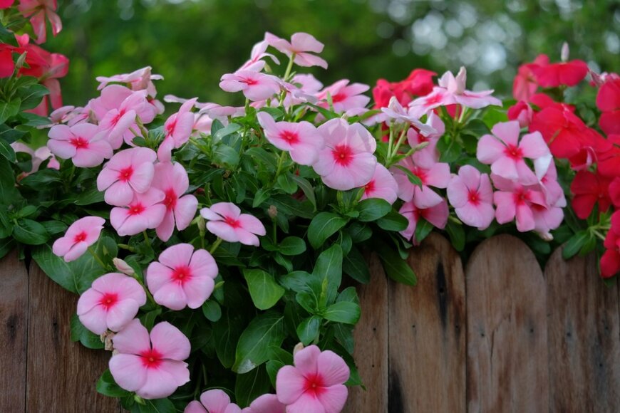 Ning Je taime/shutterstock.com