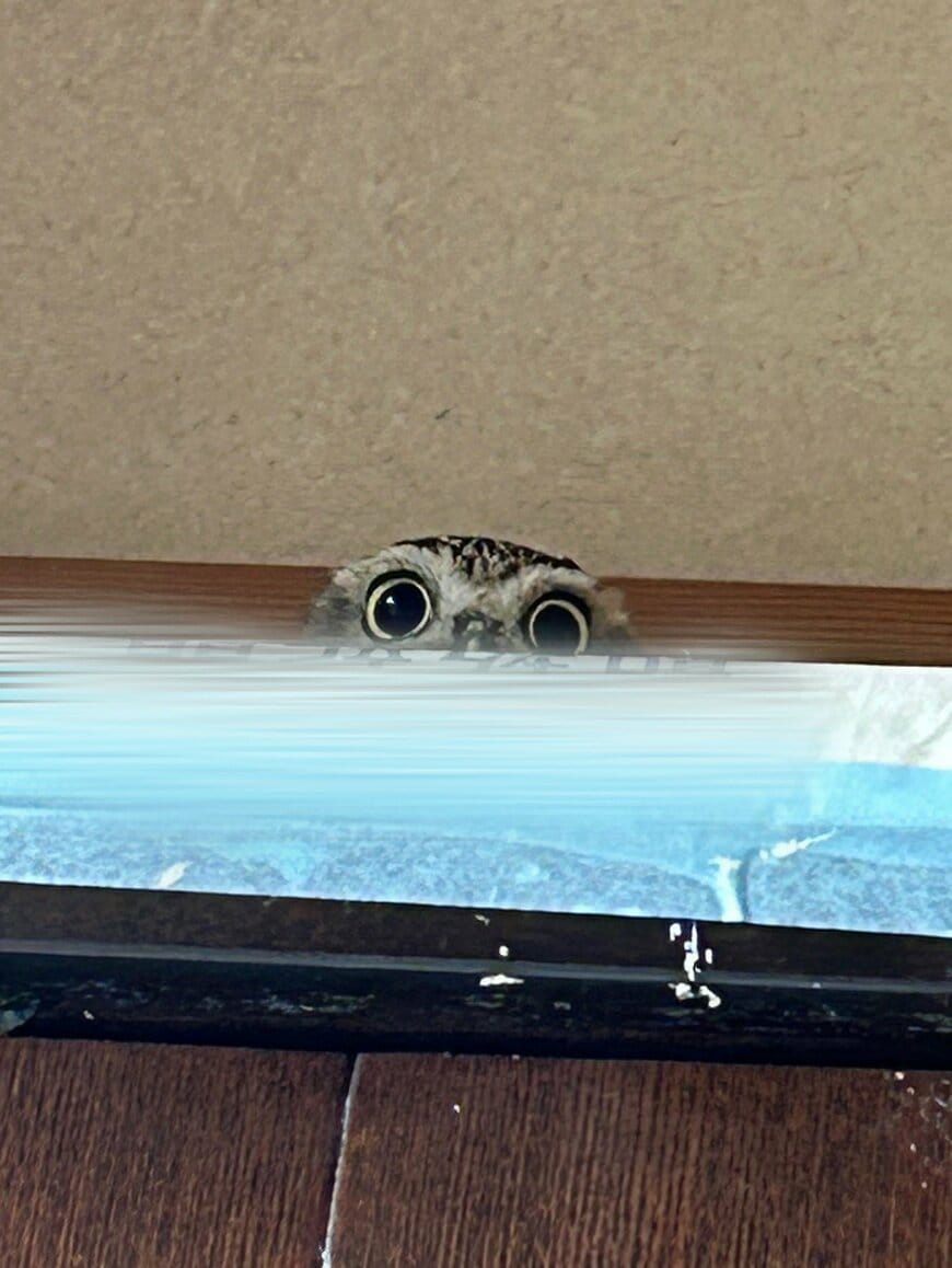 【フクロウはあなたを見ています】気づけばそこにある視線にドキッ！キュートな表情に注目