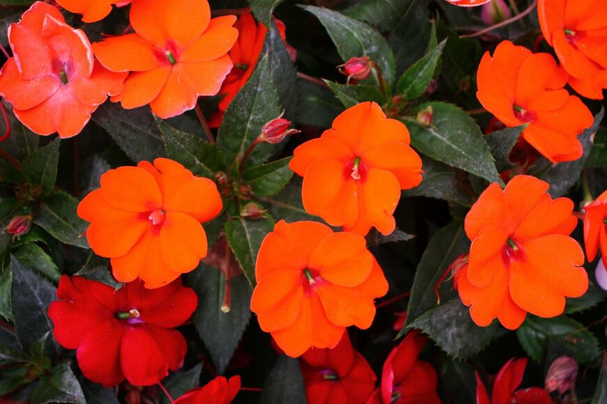 Granadeiro/shutterstock.com