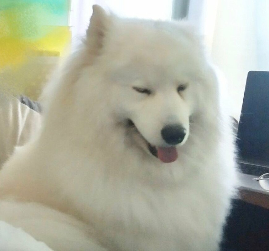 出所：@samoedsoran