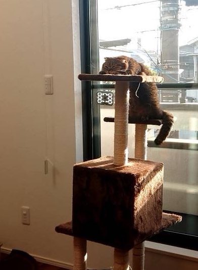 出所：@ponpokopontanu