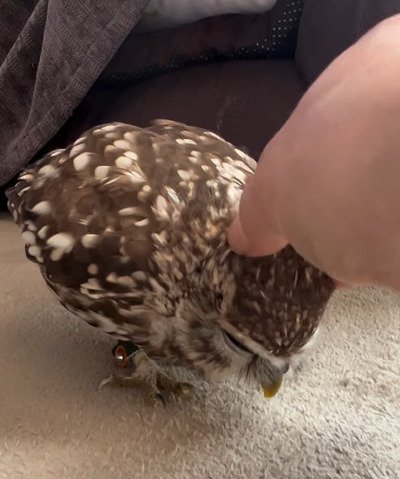 出所：@kokinme_huku