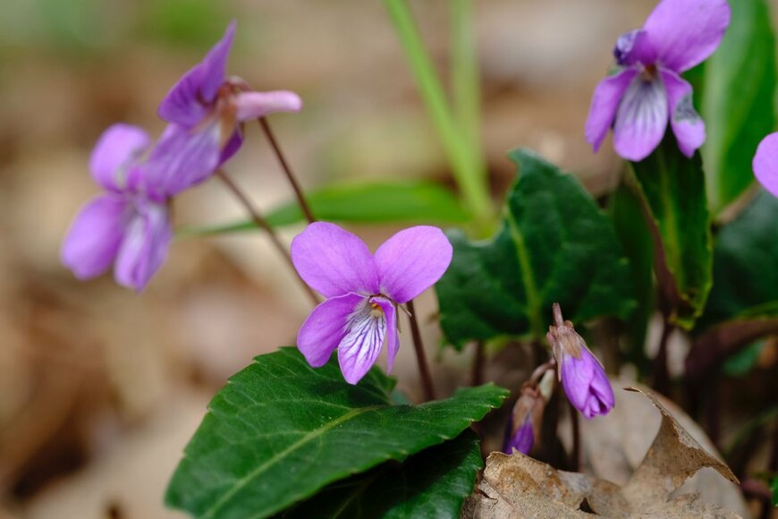 Tamotsu Ito/shutterstock.com