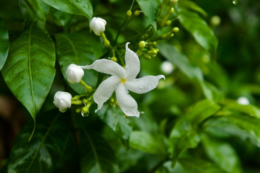 【ガーデニング】アジサイ以外にもたくさん「梅雨に美しい花を咲かせる植物」多年草・低木・高木＜5選＞