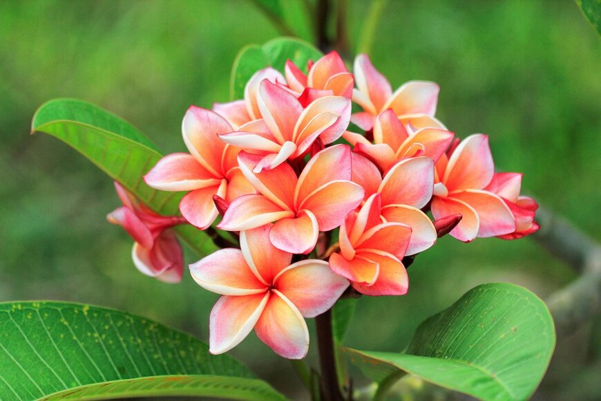 【ガーデニング】芳香が魅力のオススメ植物10選！美しい花とステキな香りが楽しめる植物を紹介