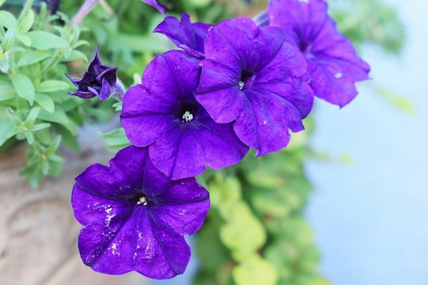 紫色の花を咲かせている、ペチュニア