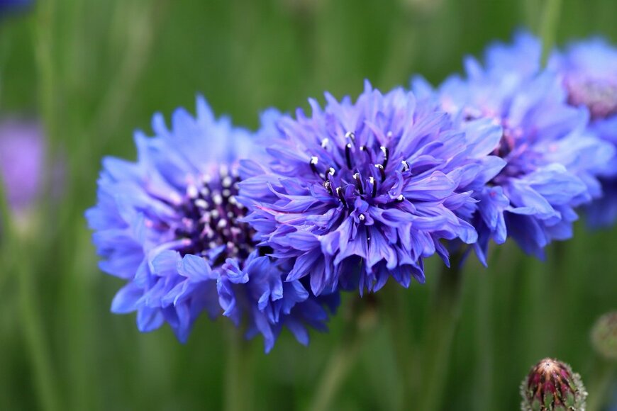 ヤグルマギクの花。色は紫。