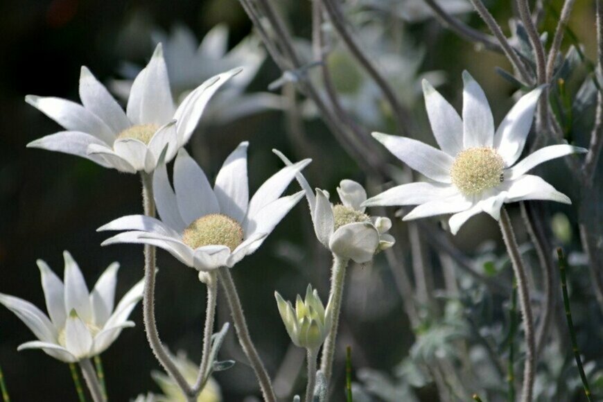 白いフランネルフラワーが咲いている