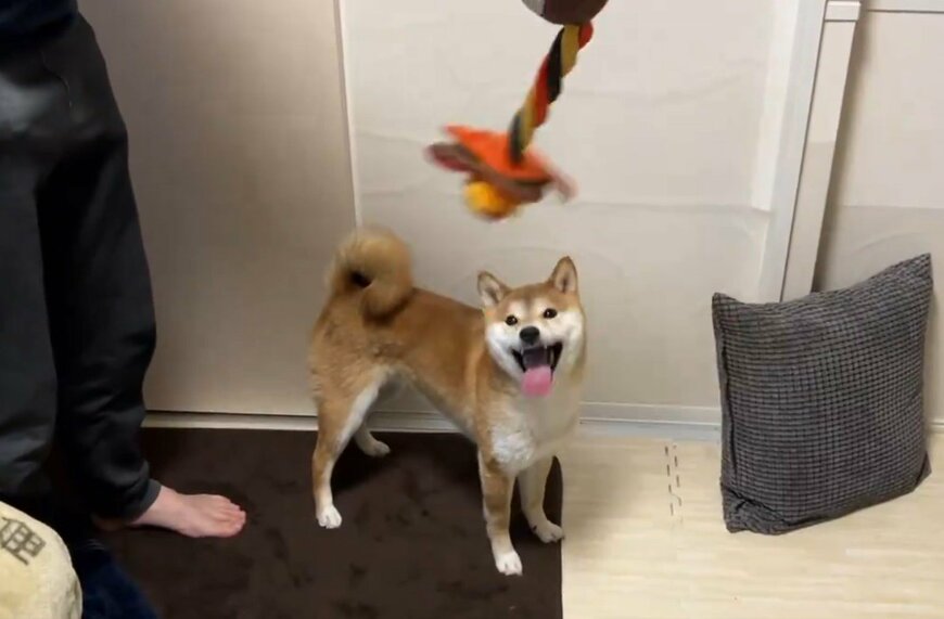 柴犬と飼い主とおもちゃ