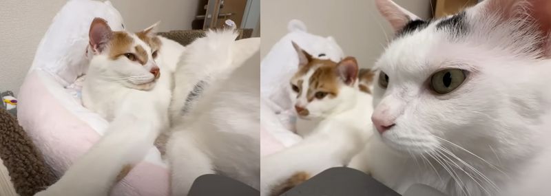 投稿動画のワンシーン