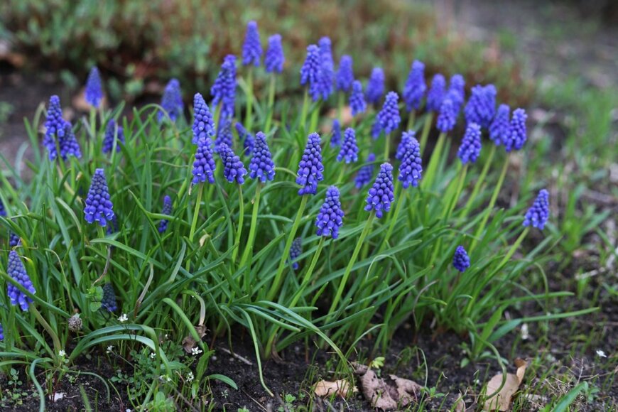 青紫色の花を咲かせているムスカリ