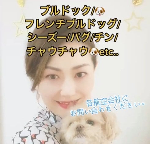 飛行機に乗れない短頭犬種