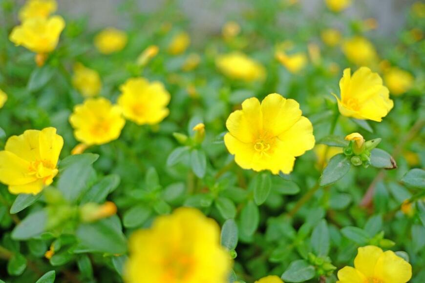 黄色いポーチュラカの花