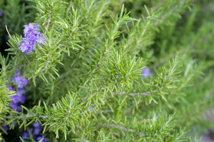 うす紫色の花を咲かせている、ローズマリー