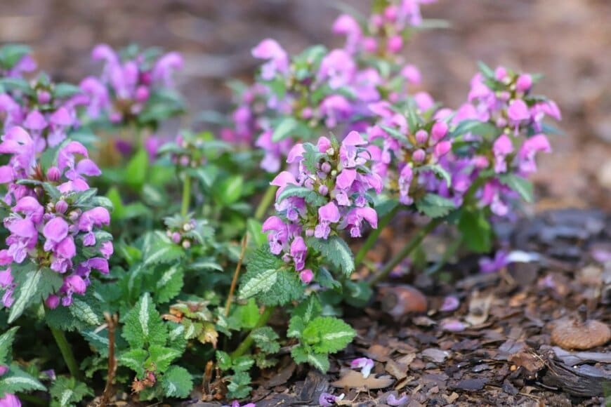 うす紫色の花を咲かせている、ラミウム。葉の中心には白い斑が入っている