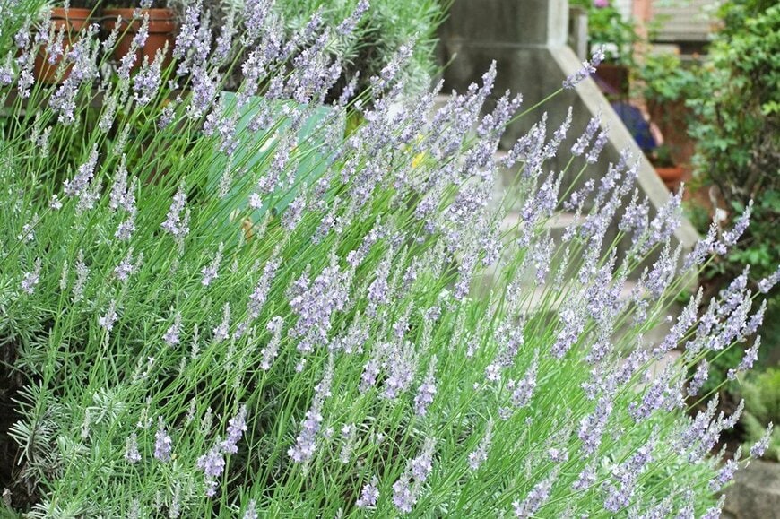 青紫のラベンダーの花々