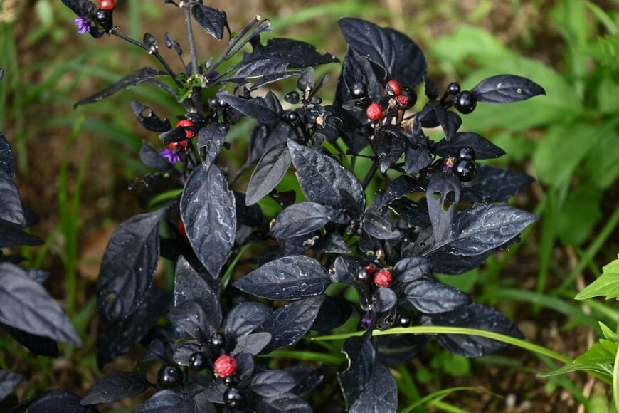 オレンジ、紫、黄色の実をつけている、観賞用トウガラシ