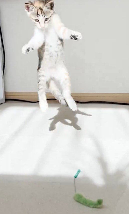 ジャンプする猫