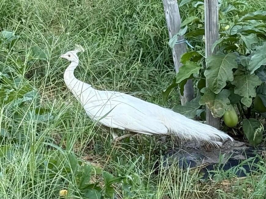 畑で見つけた純白の孔雀